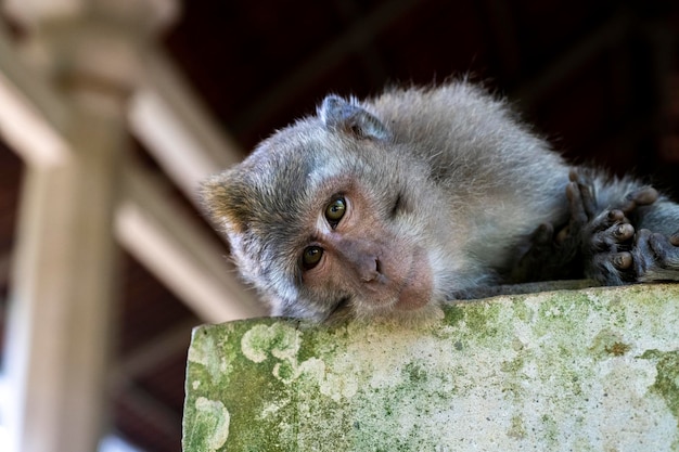 Makaki krabowe Macaca fascicularis lat w Monkey Forest w Ubud Bali, Indonezja