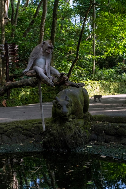 Makaki Krabowe Macaca Fascicularis Lat W Monkey Forest W Ubud Bali, Indonezja