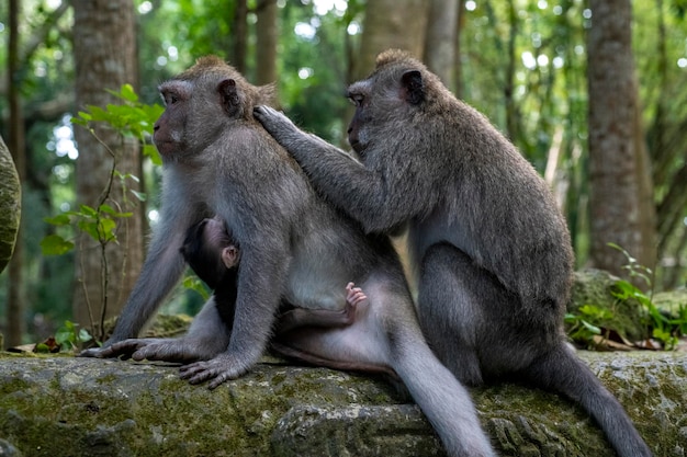 Makaki krabowe Macaca fascicularis lat w Monkey Forest w Ubud Bali, Indonezja