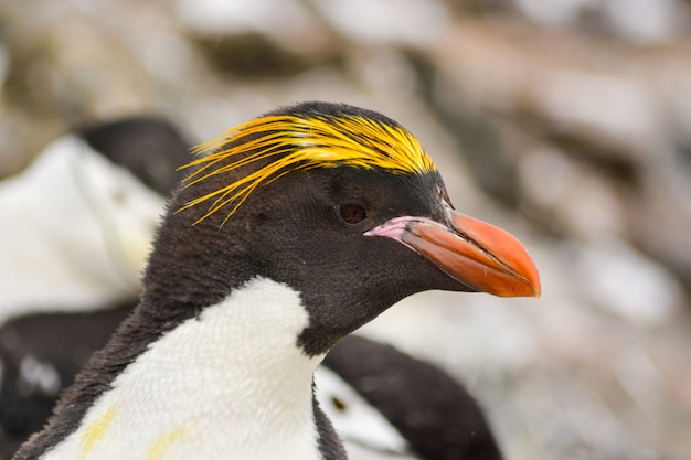 Makaronowy pingwinu portret na Antarctica