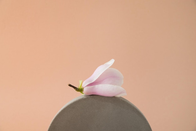makieta betonowych form na pastelowym tle z kwiatem magnolii