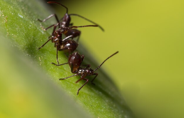 makro Ant Brown