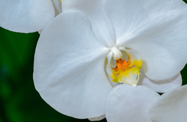 Makro- biały Phalaenopsis storczykowy kwiat