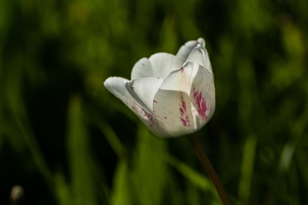 Makro białych tulipanów na tle zielonej trawy