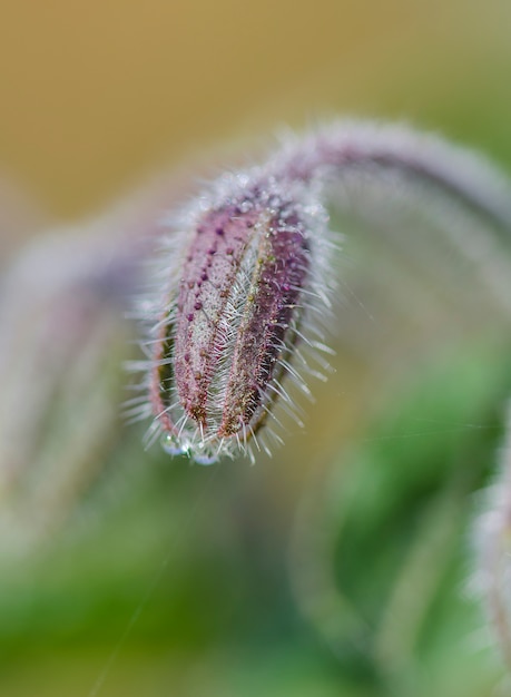 Zdjęcie makro borago officinalis