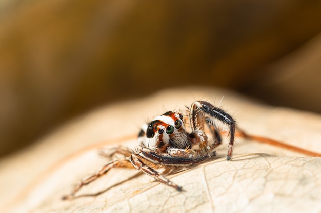Makro- brown skokowy pająka tło na suchych liściach