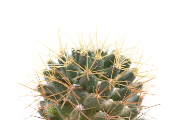 Makro Cactaceae