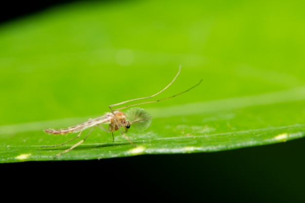 Makro- Chironomidae Na Roślinach