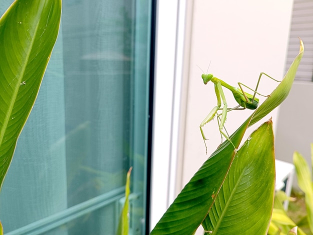 Zdjęcie makro ciężarnej samicy modliszki lub mantis religiosa w naturalnym środowisku.