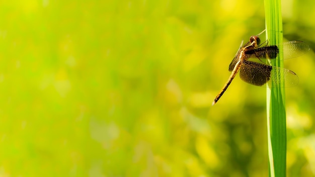 Makro czarna ważkaCzarna Darter Sympetrum danae Ważka siedzi na gałęzi