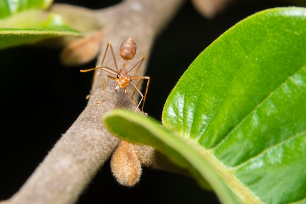 makro czerwona mrówka