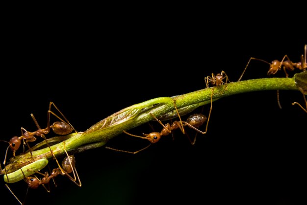 makro czerwona mrówka