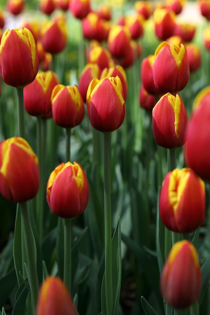 Makro czerwone i żółte tulipany łąka polna na plakat lub kartkę z życzeniami