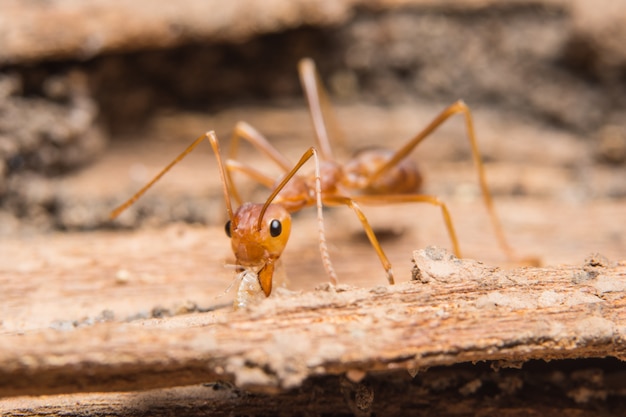 Makro- czerwone mrówki patrzeje dla jedzenia