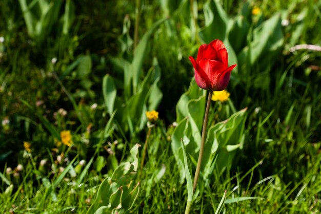 Makro czerwonożółtych tulipanów na tle zielonej trawy