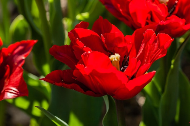 Makro czerwonych tulipanów na tle zielonej trawy