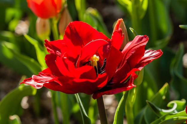 Makro czerwonych tulipanów na tle zielonej trawy