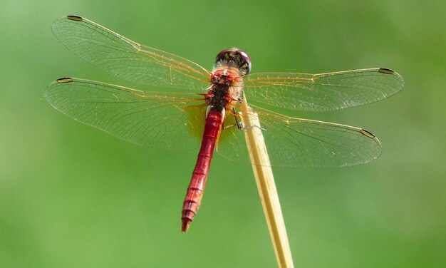 makro dragonfly 1