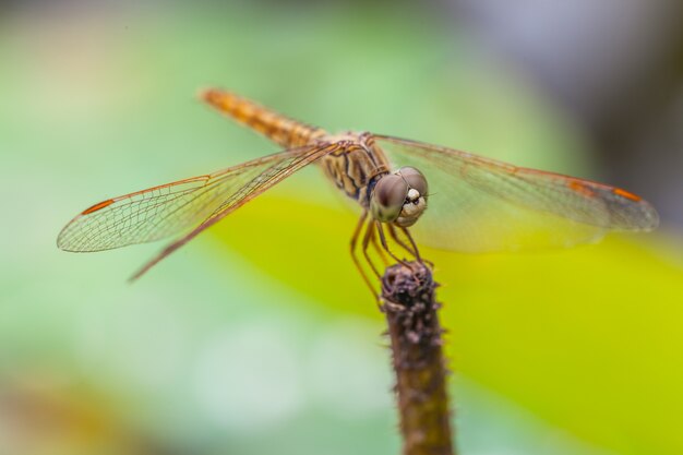 Makro- dragonfly odpoczywa na gałązce