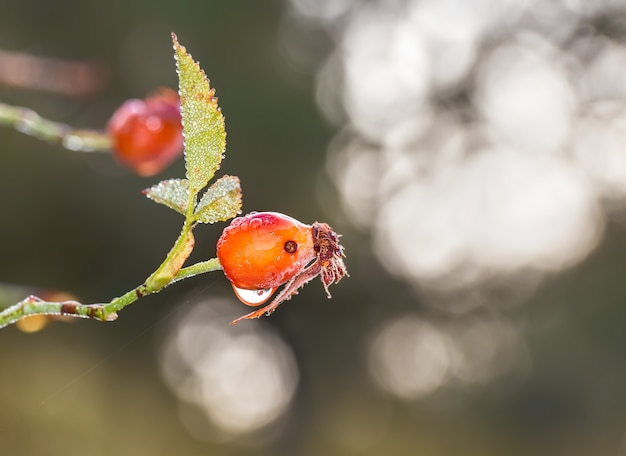 Makro dzikich pąków pokrytych kroplami deszczu z powierzchnią bokeh