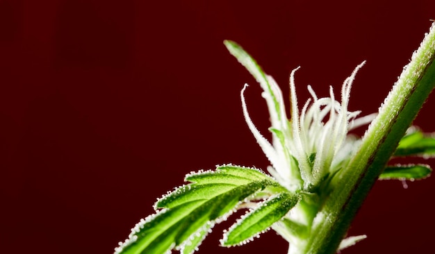 Makro fantastyczny kwiat marihuany z pięknymi słupkami na czerwonym tle miejsca na kopię
