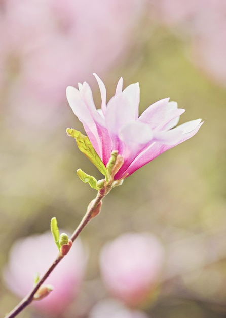 Makro fioletowej magnolii