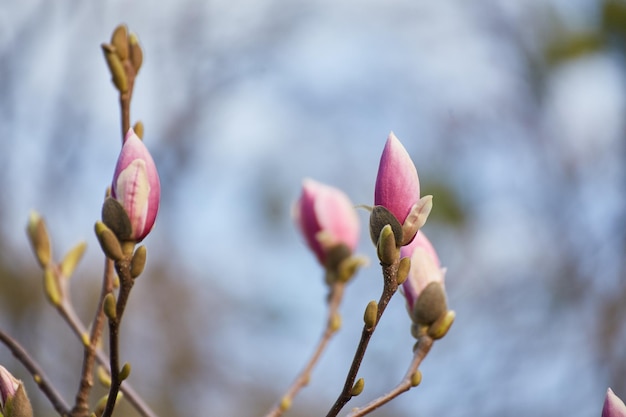 Makro fioletowej magnolii