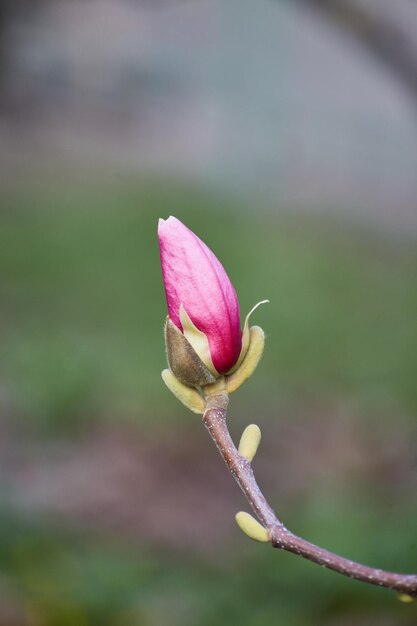 Makro fioletowej magnolii