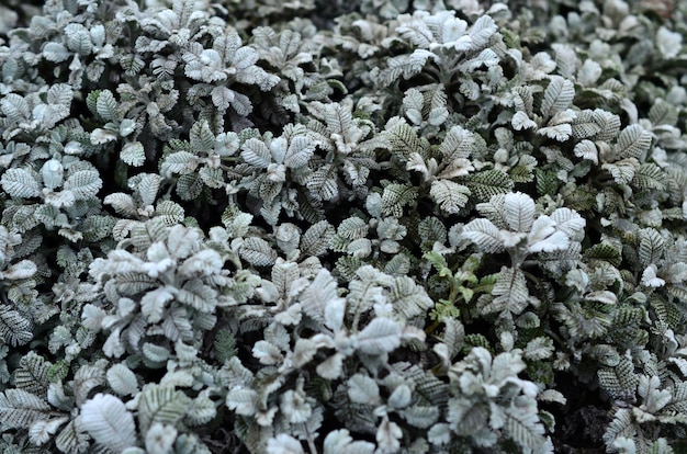 Makro- fotografia małe zielone plantacje z liśćmi z formą łopian i tekstura trykotowa przędza