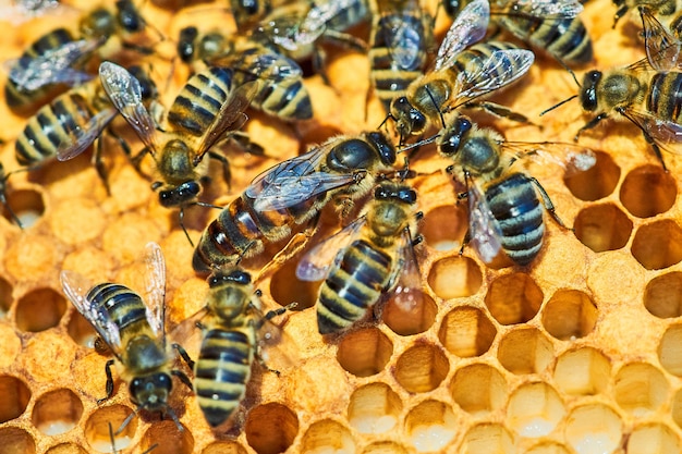 Makro- Fotografia Pszczoła Rój Na Honeycomb Z Copyspace. Pszczoły Produkują świeży, Zdrowy Miód. Królowa Pszczół. Koncepcja Pszczelarstwa