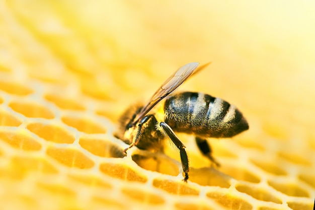 Makro- fotografia pszczoła rój na honeycomb z copyspace. Pszczoły produkują świeży, zdrowy miód.