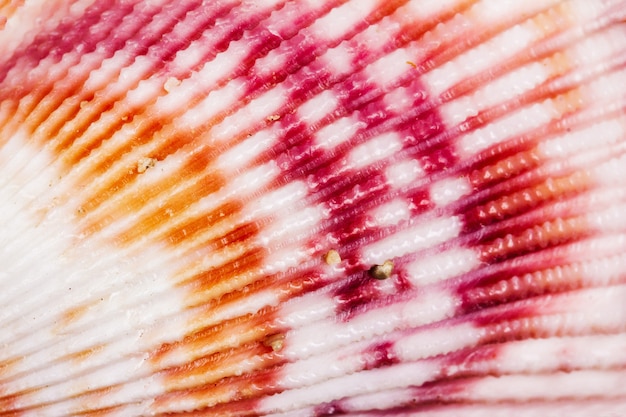 Zdjęcie makro- fotografia seashell tekstura