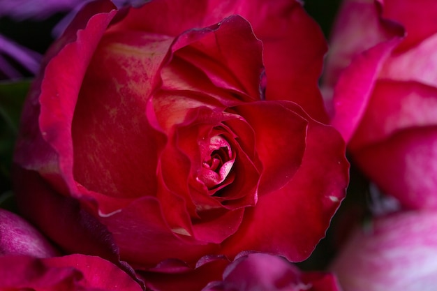 Makro fotografii pączek czerwonej róży, rozmycie, miękka selektywna ostrość.