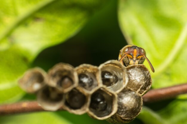 Makro Hymenoptera To Duża Grupa Owadów, W Tym Błonkówki