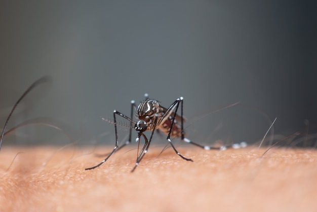 Makro komara (Aedes aegypti) wysysającego krew z bliska na ludzkiej skórze.