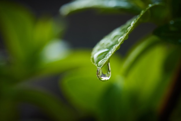 Makro kropla rosy lub deszczu na koncepcji świeżości liścia