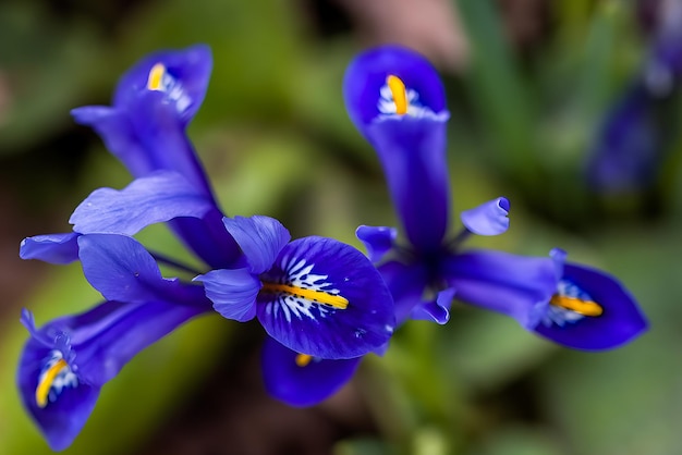 Makro kwiatów z bliska jasnych fioletowych kwiatów angielskiego Iris anglica