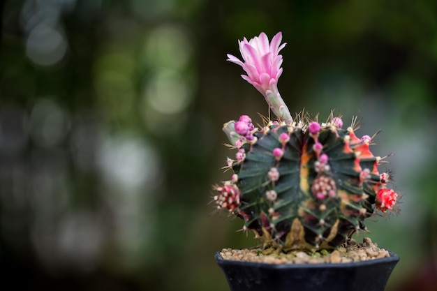 Makro kwiatu kaktusa do dekoracji domu Obraz ma małą głębię ostrości Gymnocalycium LB2178