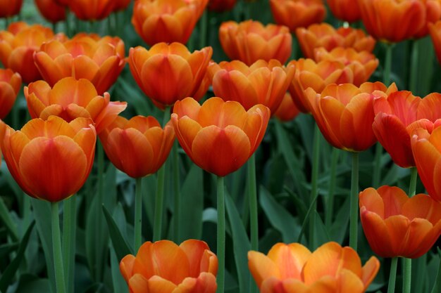 Makro kwiaty tło kwitnących jaskrawoczerwonych i pomarańczowych tulipanów