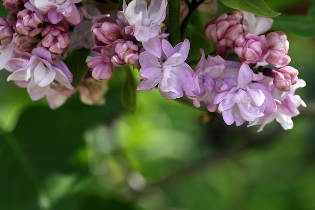 Makro kwitnąca fioletowa fioletowa gałąź bzu na niewyraźnym zielonym naturalnym tle