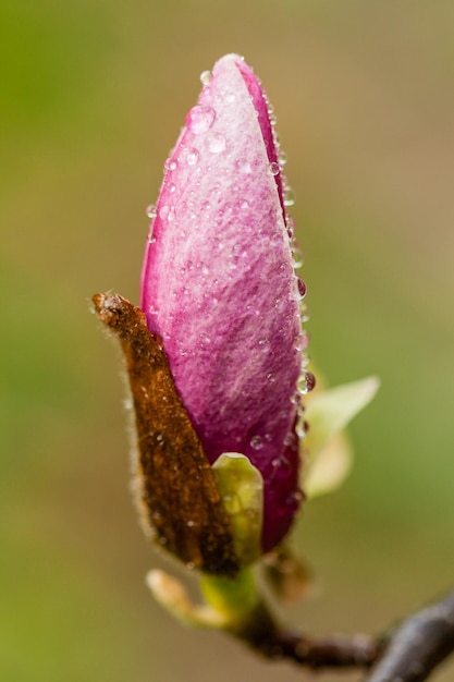 Makro kwitnąca magnolia na gałęzi