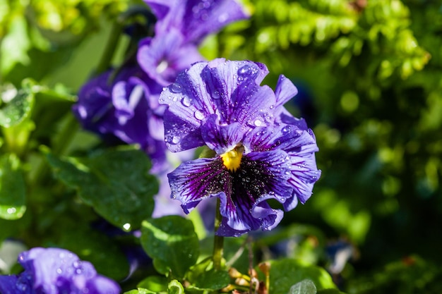 Makro Kwitnący Liliowy Geranium