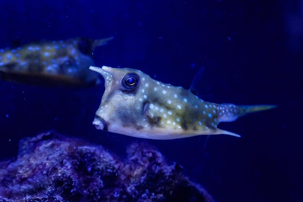 Makro Lactoria cornuta Ryba Linneusza