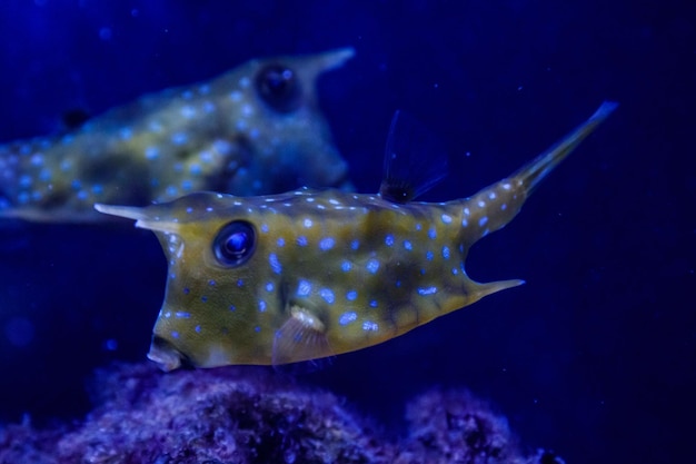 Makro Lactoria cornuta Ryba Linneusza