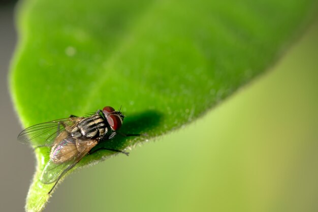 Makro latać