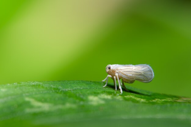 Makro- leafhopper na białym liściu