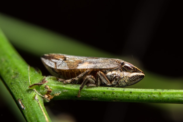 Makro- leafhopper na liściu