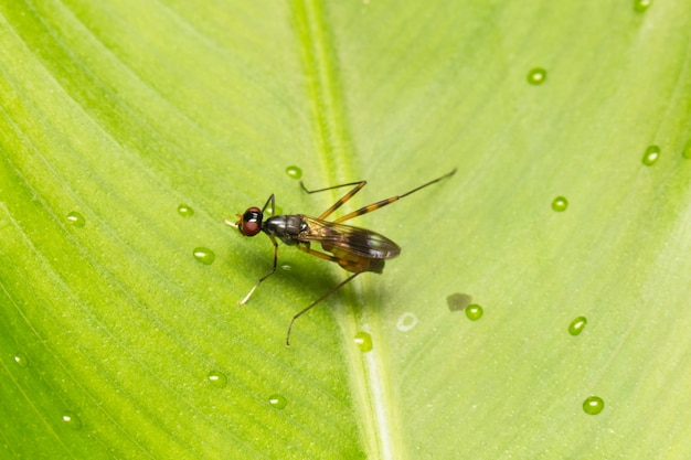 Makro małe owady