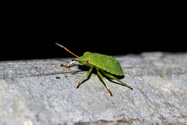 Makro młodego Nezara viridula Linnaeus