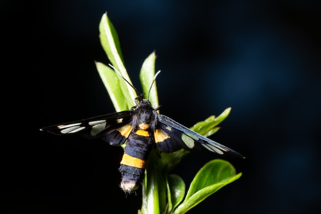 Makro motyl na szczycie drzewa